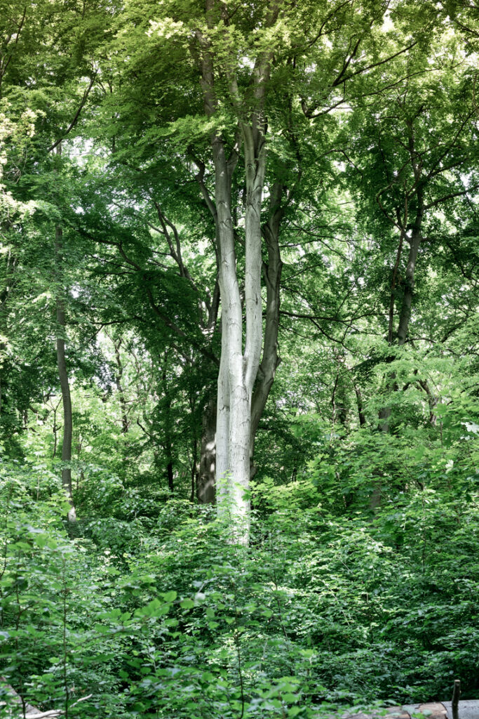 árbol del Grunewald
